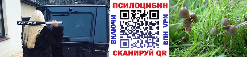 купить наркоту Ульяновск Галлюциногенные грибы Psilocybe